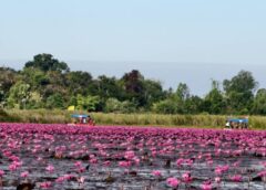 อุดรธานี-เปิดฤดูกาลท่องเที่ยว “ทะเลบัวแดง 2569”