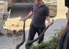 นครนายก พนักงาน อบต.ปรับภูมิทัศน์เตรียมจัดงานพบงูหลามตัวใหญ่นอนขดตัวใช้รถเครื่องยนต์หนักตักงูวัดได้ 3 เมตร น้ำหนัก 25 กิโลกรัม ป้ายทะเบียนรถ ต ค1416 นครนายก ส่องป้ายรถใกล้วันหวยออก