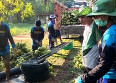 ราชบุรี- มะพร้าวน้ำหอม 2 บาท เตือนโครงสร้างราคาบิดเบี้ยว