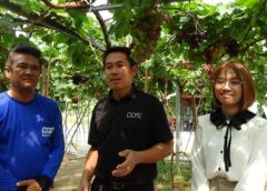 อ่างทอง-เปิดสวนองุ่นเผอิญฟาร์มครั้งแรก กับ 12 สายพันธุ์ที่หวานอร่อย ตัดใส่ตะกร้ากลับบ้านได้เลย