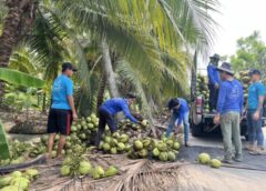 ราชบุรี-เสนอ 4 มาตรการแก้วิกฤตราคามะพร้าวน้ำหอม