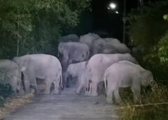 นครนายก-ช้างป่ารวมโขลงกว่า10 ตัวเข้าสวนทุเรียนทำลายทรัพย์สินเสียหาย 70,000 บาท