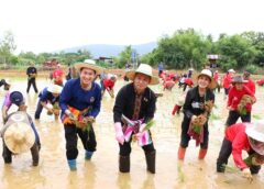กาฬสินธุ์ คืนชีวิตข้าวเหนียวเขาวง GI เกษตรมูลค่าสูงอร่อยที่สุดในโลก
