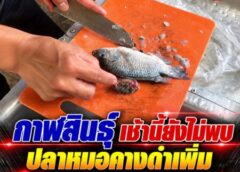 กาฬสินธุ์ เช้านี้ยังไม่พบปลาหมอคางดำเพิ่ม ประมงกาฬสินธุ์ไม่รอช้า ชวนกินสกัดการระบาด