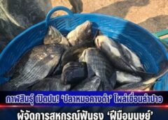 กาฬสินธุ์-เปิดปม! “ปลาหมอคางดำ” โผล่เขื่อนลำปาว ผู้จัดการสหกรณ์ฟันธง “ฝีมือมนุษย์” ลักลอบนำมาปล่อยจากภาคกลาง