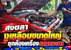 สงขลา-งูเหลือมขนาดใหญ่ ซุกห้องเครื่องรถกระบะ แห่ ยึดเลขป้ายเป็นเลขเด็ด