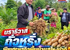 นราธิวาส-ถั่วหรั่ง พืชเศรษฐกิจพื้นบ้านสุไหงปาดี จ.นราธิวาส อัตลักษณ์ท้องถิ่นสร้างรายได้ยั่งยืนแห่งชายแดนใต้